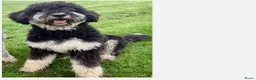 Bernedoodle honden te koop: unieke Bernedoodle pups - Advertentie 8