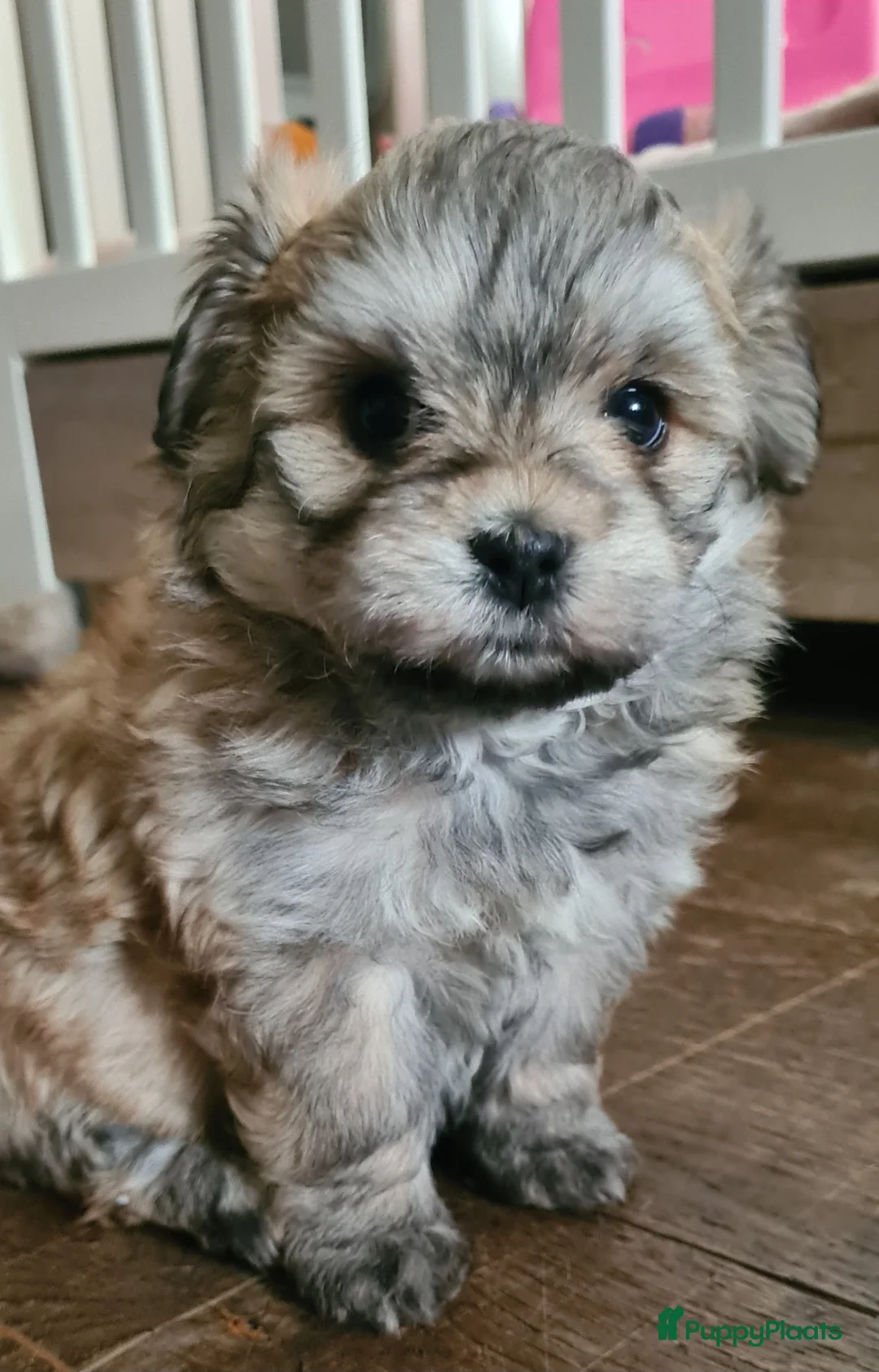 Kruising honden te koop: Prachtige lieve shipom pups - Advertentie 1