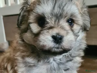 Kruising honden Prachtige lieve shipom pups - Advertentie 7