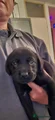 Labrador Retriever 5 zwart (wit bandje)
