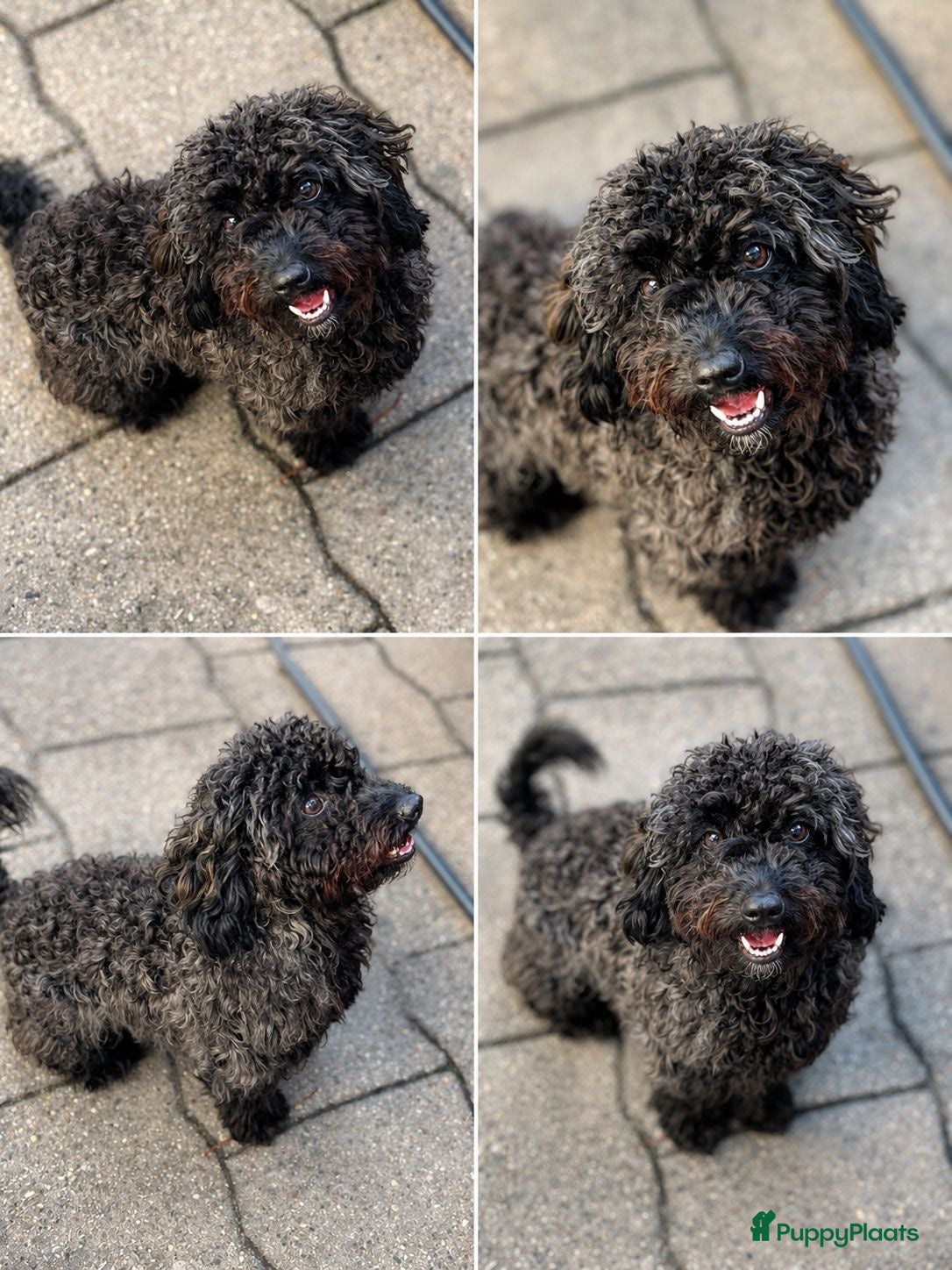Australian Labradoodle honden Mini Labradoodle  - Advertentie 1