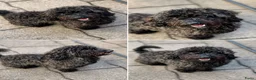 Australian Labradoodle honden te koop: Mini Labradoodle  - Advertentie 1