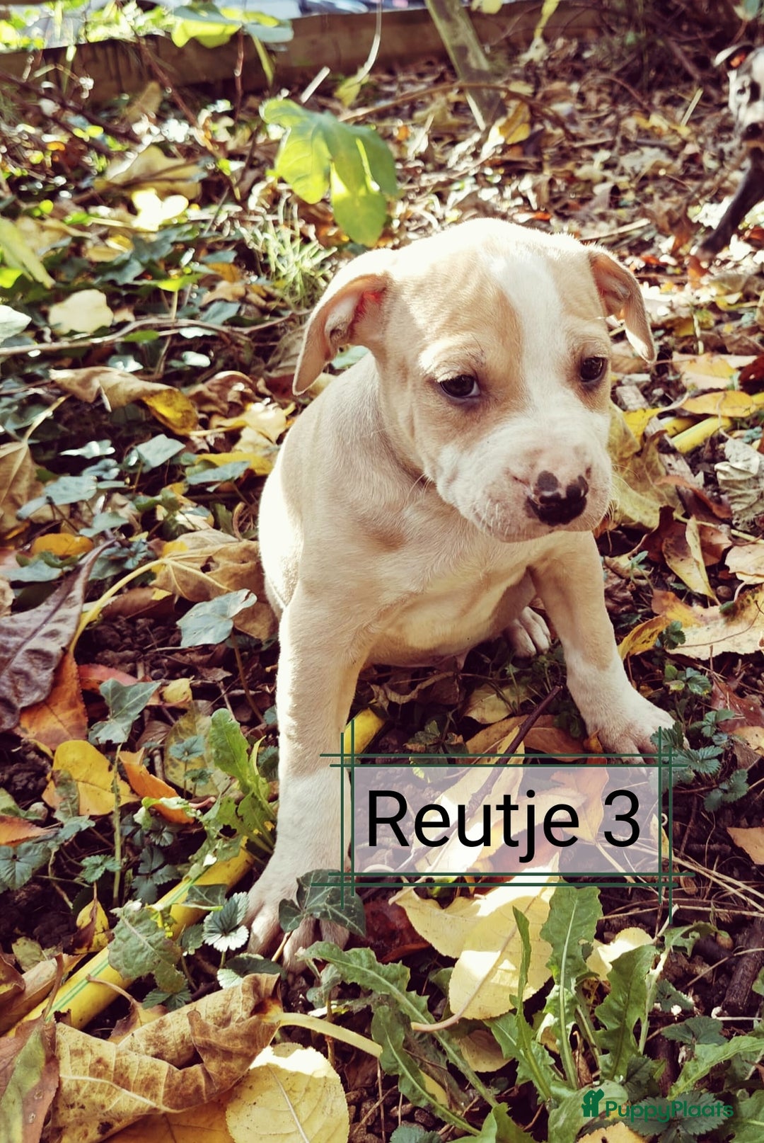 American Staffordshire Terriër honden te koop: Amerikaanse stafford pups  - Advertentie 10