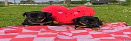 Jack Russel Terriër honden te koop: 4 Jack Russel pups: Black and Tan + Driekleurig 🐶 - Advertentie 2