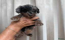 Labradoodle honden te koop: Knuffelhondjes - Afbeelding 5