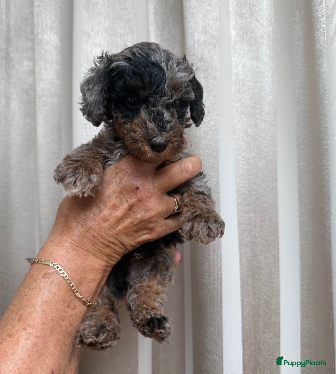 Labradoodle honden te koop: Knuffelhondjes - Afbeelding 5