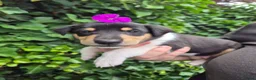 Schotse Herdershond korthaar honden te koop: Schotse herdershond korthaar pups - Advertentie 23