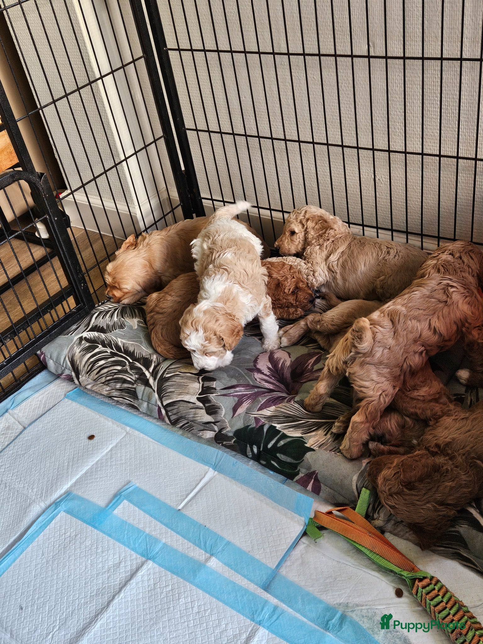 Kruising honden Labradoodle pups multigen medium. F5 - Advertentie 2