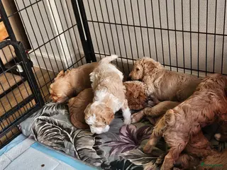 Kruising honden Labradoodle pups multigen medium. F5 - Advertentie 2