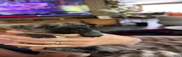 Cairn Terriër honden te koop: 3 Cairn terriër teefjes nog beschikbaar - Advertentie 6