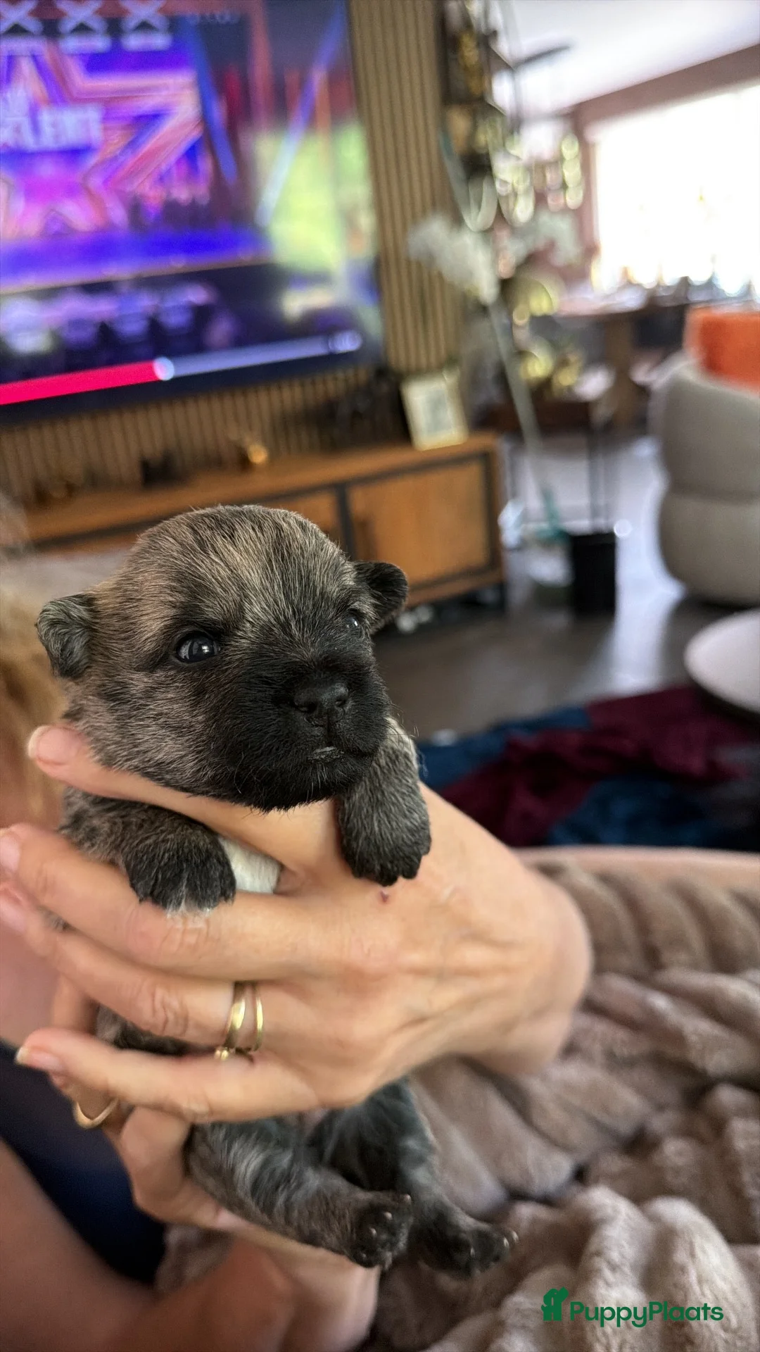 Cairn Terriër honden te koop: 3 Cairn terriër teefjes nog beschikbaar - Advertentie 6