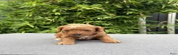 Cockapoo honden te koop: Cockapoo pups in Wanroij - Advertentie 6