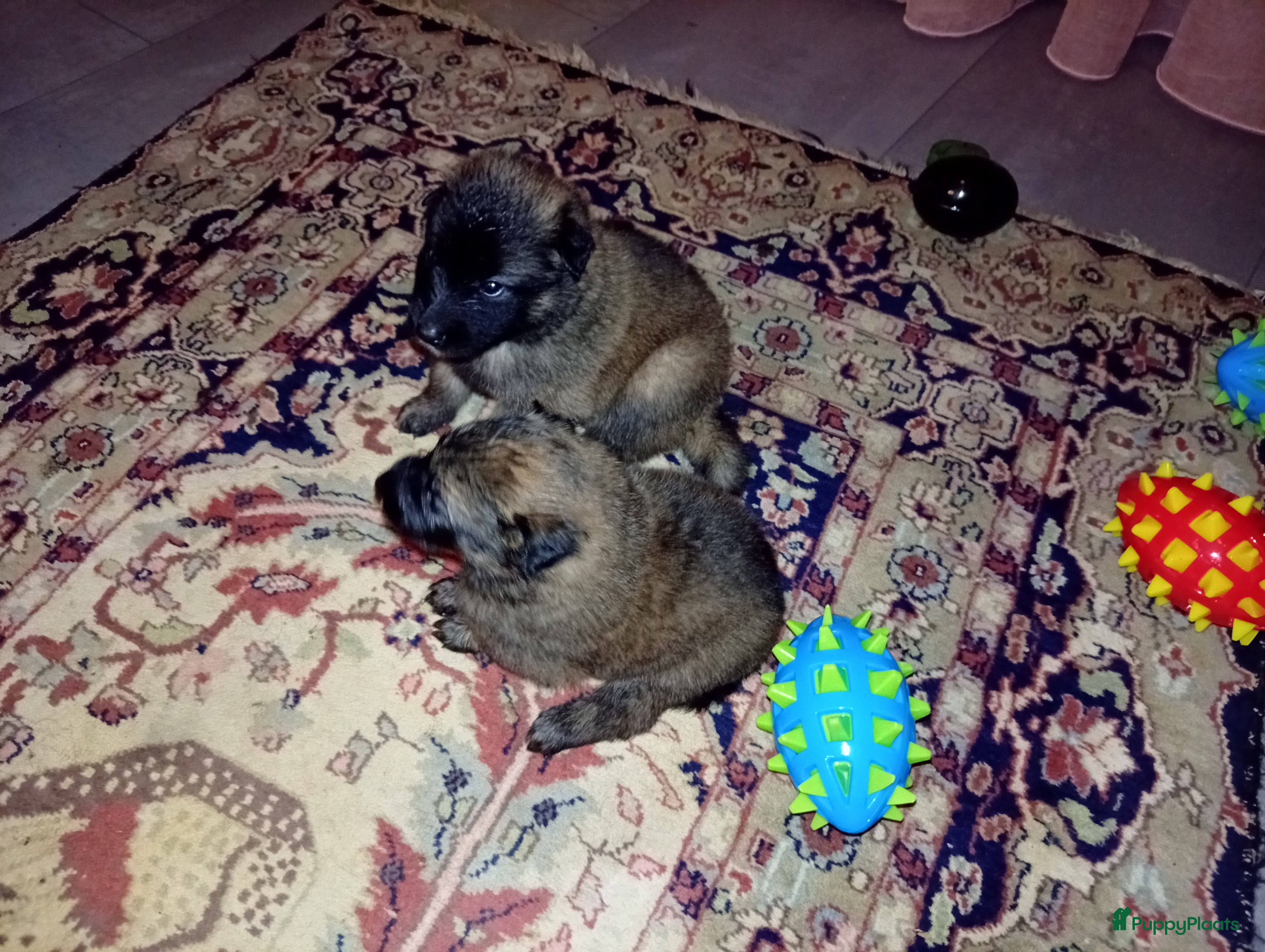 Kruising honden 2 tervurense teefjes pups  - Advertentie 5