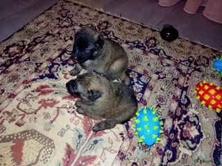 Kruising honden 2 tervurense teefjes pups - Advertentie 5