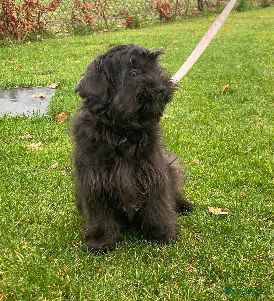 Boomer honden te koop: Leuke boomer reu  - Advertentie 4