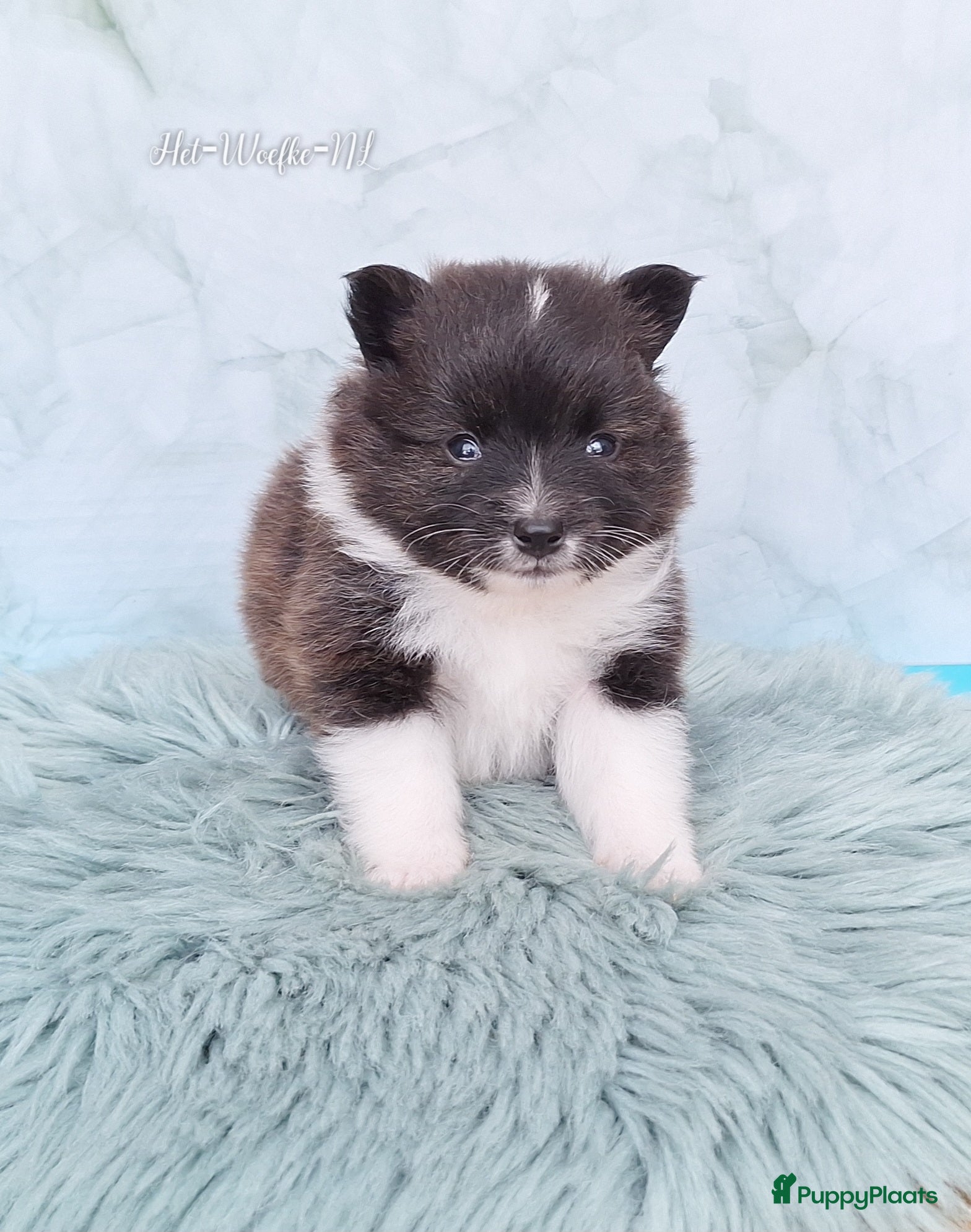 Pomsky honden te koop: Nuts 💙 F1b pomsky reu - Advertentie 4