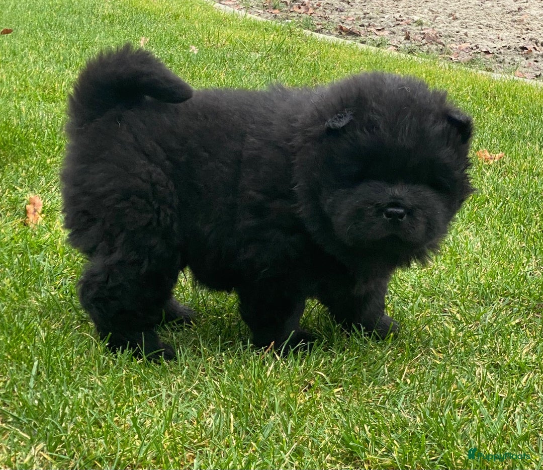 Chow Chow honden te koop: Nog 2 chow chow pups beschikbaar - Advertentie 9
