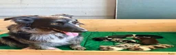 Australian Shepherd honden te koop: Australian Shepherd - Advertentie 4