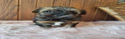 Kruising honden te koop: Mooie driekleuringe boompoo pups!🐾 - Advertentie 7