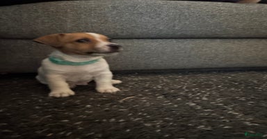 Jack Russel Terriër honden Jack Russel pups  - Advertentie 3