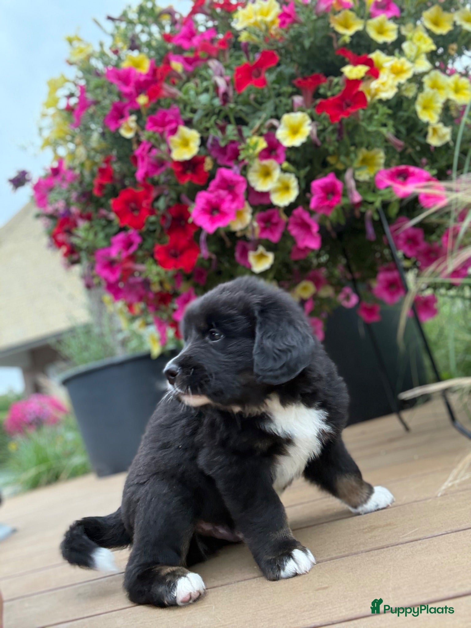 Bernedoodle honden Nog 1 tricolor reutje Berner Sennen x Bernedoodle  - Advertentie 2