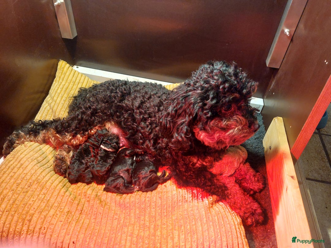 Cockapoo honden te koop: Mooie poedel / cockapoo pups - Advertentie 1