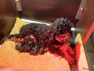 Cockapoo honden Mooie poedel / cockapoo pups - Advertentie 1