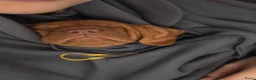 Vizsla korthaar honden te koop: Kortharige Hongaarse Vizsla-pups - Advertentie 7