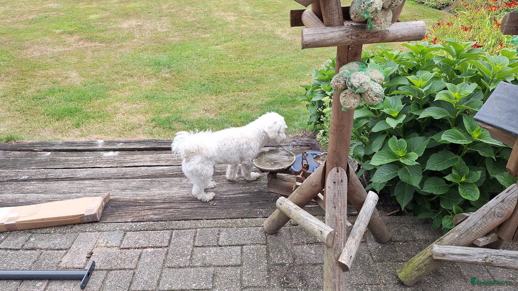 Maltezer honden Maltezer pups. Rasecht. Ouders aanwezig. - Advertentie 9