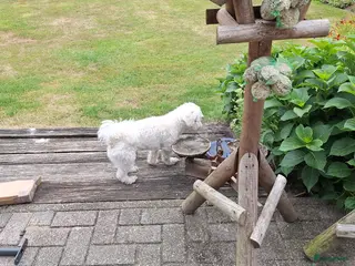 Maltezer honden Maltezer pups. Rasecht. Ouders aanwezig. - Advertentie 9