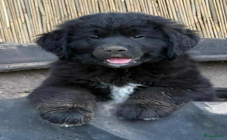 Kruising honden - Advertentie 13