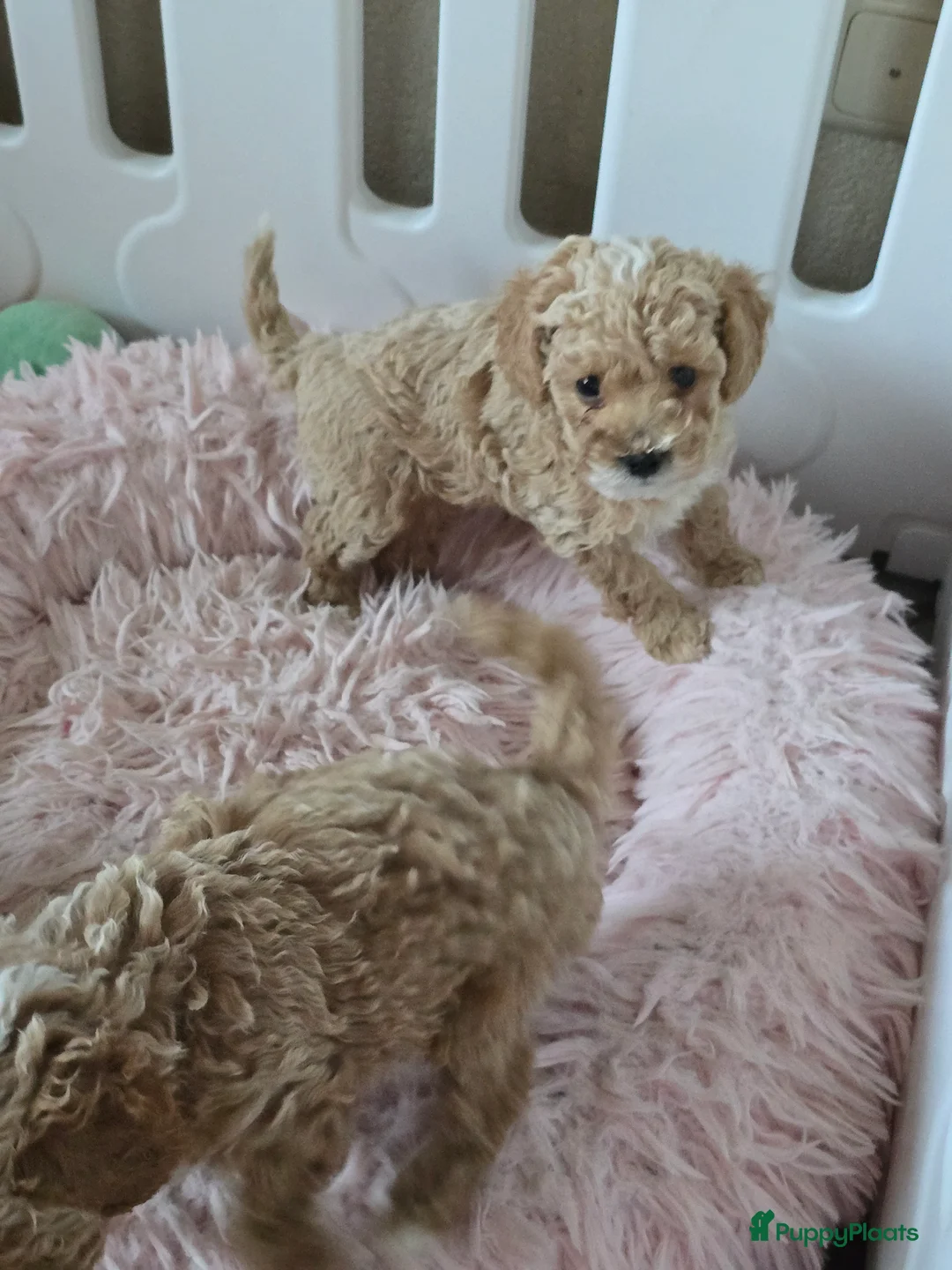 Maltipoo honden te koop: Mooie Maltipoo / toy poedel pup pups - Advertentie 25