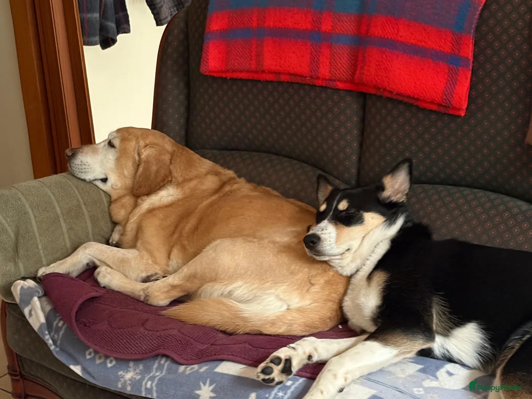 Kruising honden te koop:  Husky kruising dobermans is netjes  - Advertentie 4