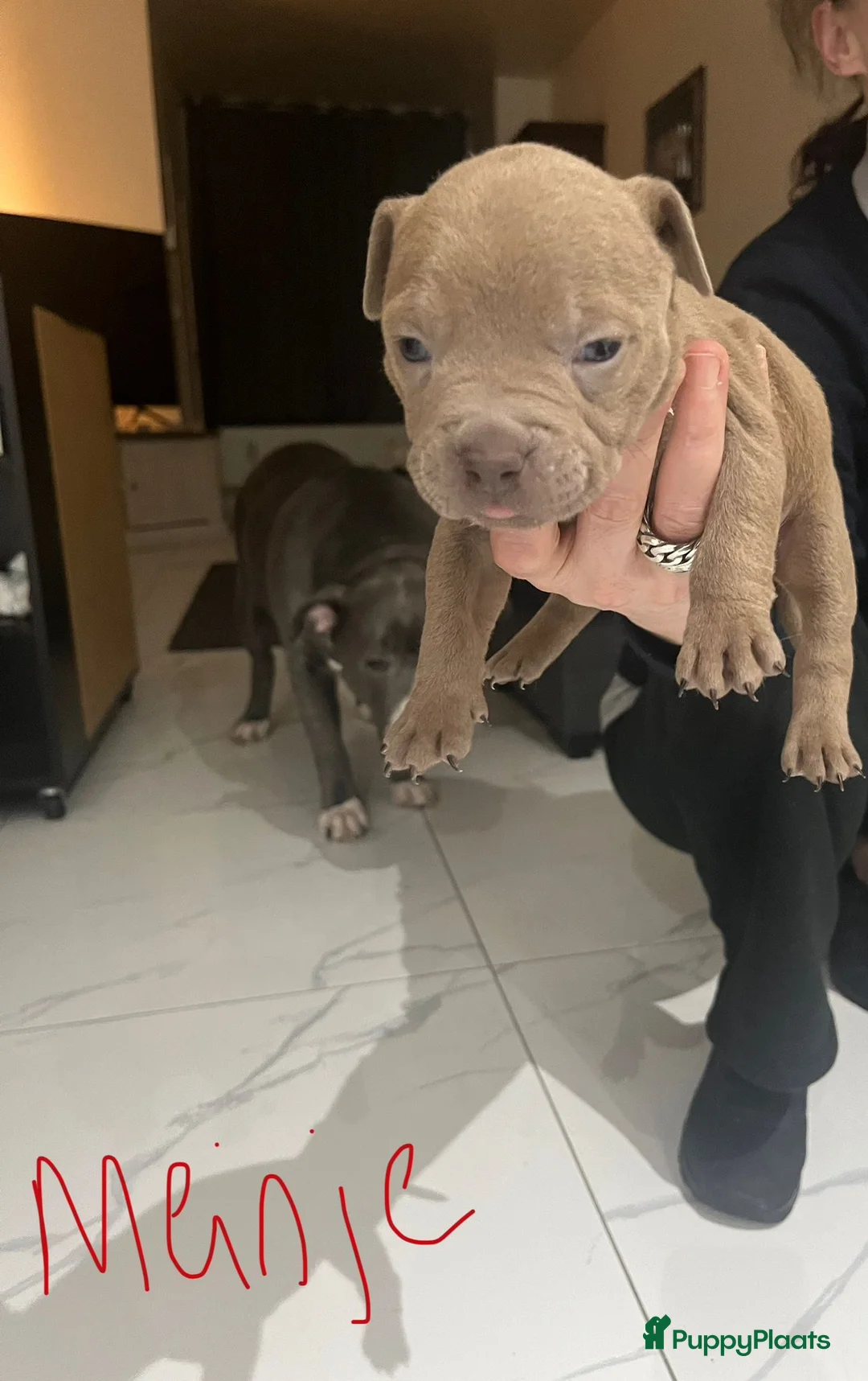 Amerikaanse Bully honden te koop: American Bully pup  - Advertentie 8