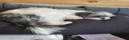 Kruising honden te koop: Nog twee pups beschilbaar - Advertentie 3