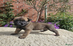 Mechelse Herder honden te koop: Puppy's Mechelse herder - mogen naar nieuw huisje - Afbeelding 27