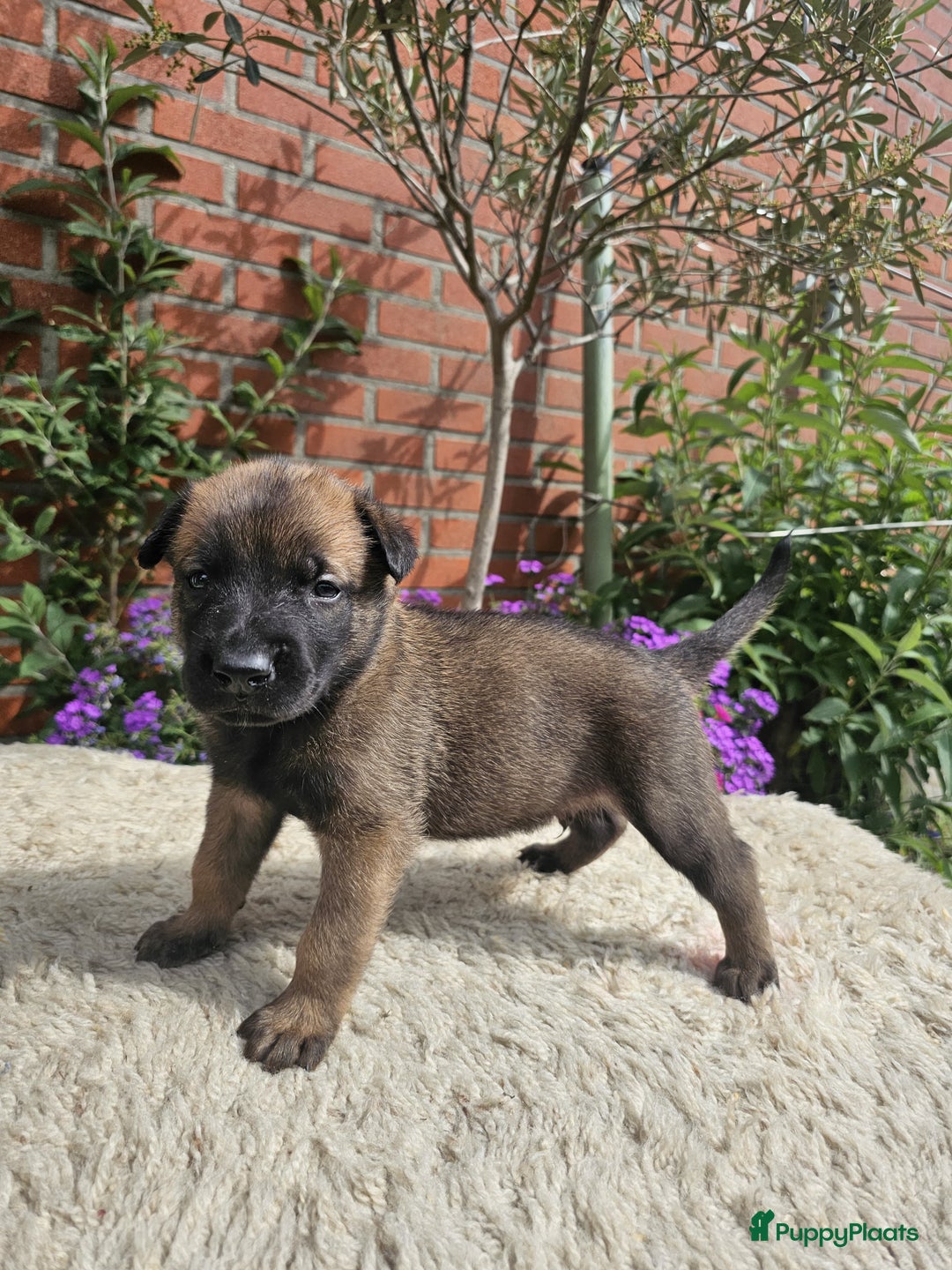 Mechelse Herder honden te koop: Puppy's Mechelse herder - mogen naar nieuw huisje - Afbeelding 27