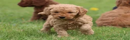 Cockapoo honden te koop: Knappe Cockapoo pups. - Advertentie 27