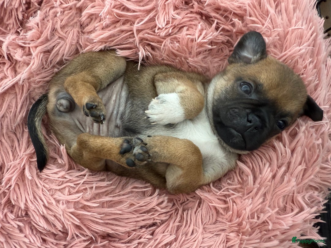 Kruising honden te koop: Kruising AHT American Hairless Terriër X Bulletje  in Hazerswoude-Rijndijk - Afbeelding 10