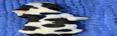 Nederlandse Schapendoes 7