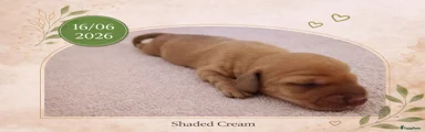 Shaded Cream