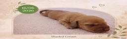 Kruising honden te koop: Prachtig, bijzondere Charcoal & Cream teckels!  - Advertentie 4