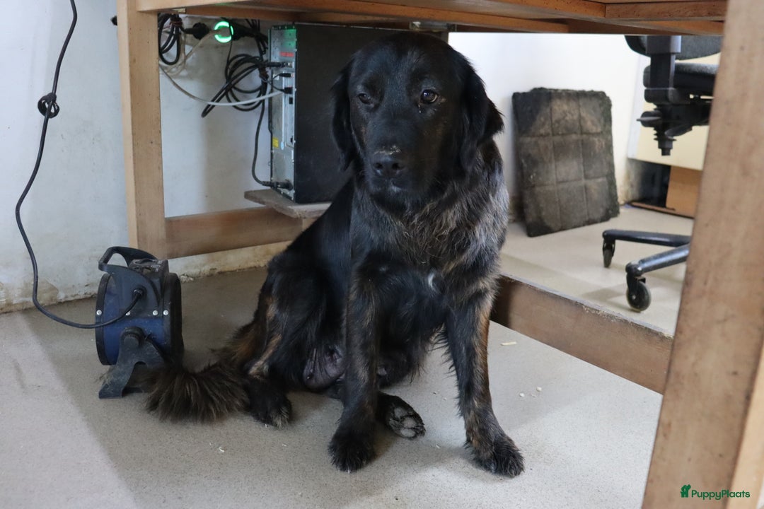 Goldador honden te koop: Super Lieve Golden Retriever pups te koop - Advertentie 12