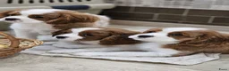 Cavalier King Charles Spaniel honden te koop: CavalierKingCharlesSpaniel pup - Advertentie 2