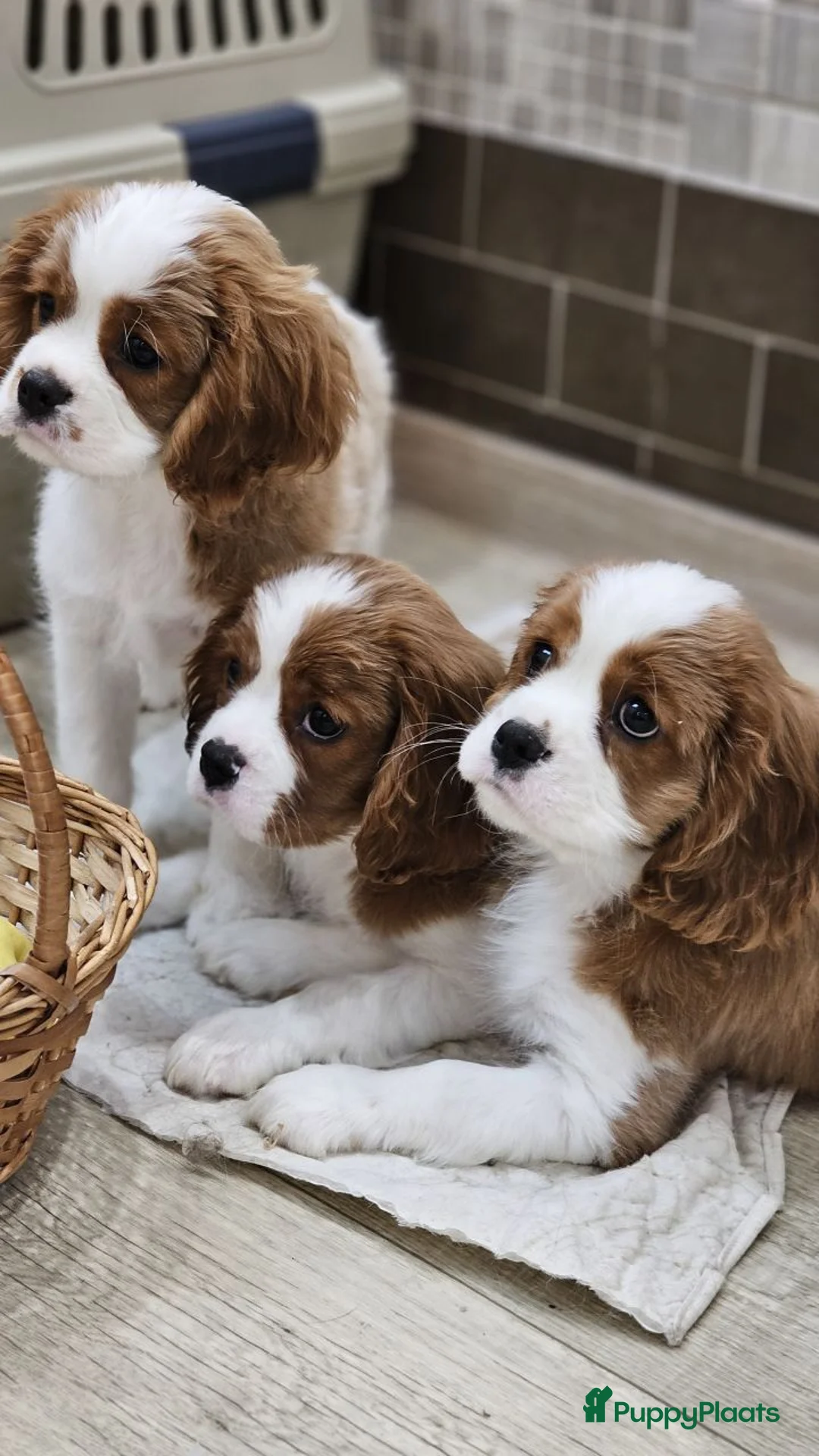 Cavalier King Charles Spaniel honden te koop: CavalierKingCharlesSpaniel pup - Advertentie 2