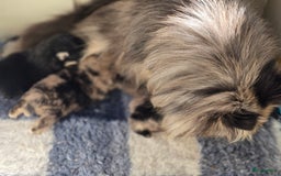 Pomeriaan honden te koop: Te koop prachtige pomeriaan pups in Veenendaal - Afbeelding 11