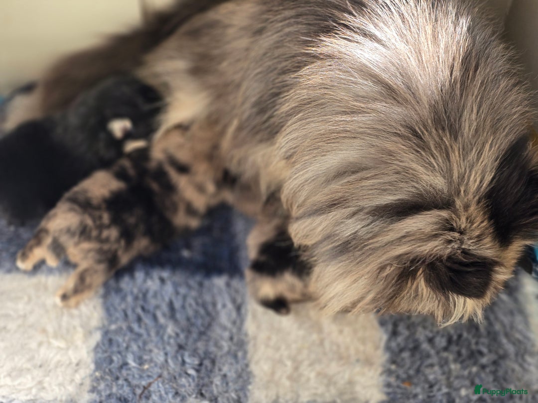 Pomeriaan honden te koop: Te koop prachtige pomeriaan pups in Veenendaal - Afbeelding 11