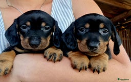Ruwhaar Teckel honden te koop: Standaard ruwhaar teckel  - Afbeelding 1