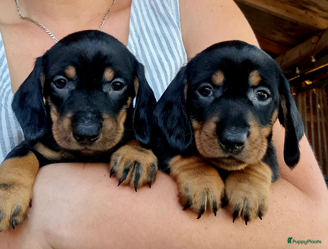 Ruwhaar Teckel honden te koop: Standaard ruwhaar teckel  - Afbeelding 1