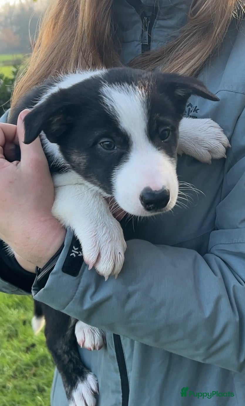 Border Collie honden Twee mooie bordercollie pups te koop - Advertentie 14